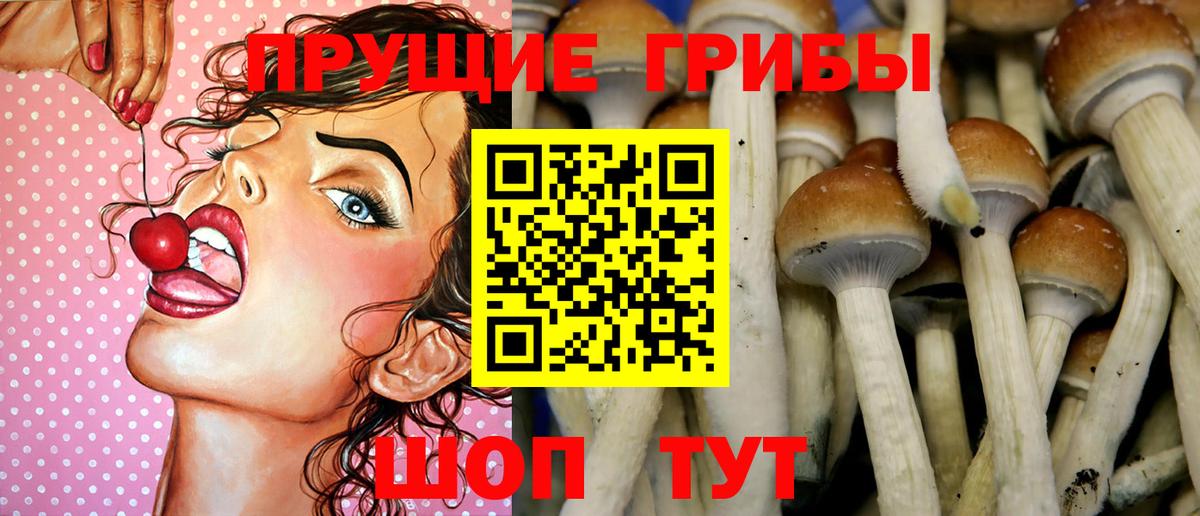 Галлюциногенные грибы Psilocybine cubensis  Ессентуки 